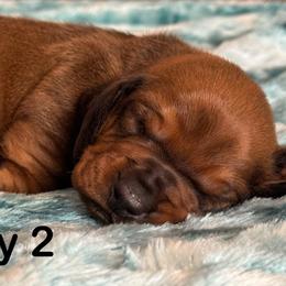 Red Boy 2 - Red male Dachshund puppy in Hickory, Kentucky from NanoDachs
