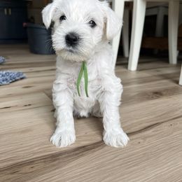 Miniature Schnauzer Puppies from Miles Family Schnauzers