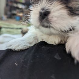 Shih Tzu Puppies from We Shih Tzu Not!