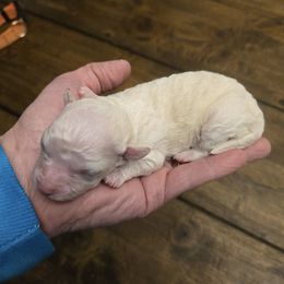 Australian Cattle Dog and Maltipoo Puppies from Cowgirl's Legacy