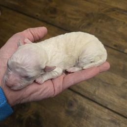 Australian Cattle Dog and Maltipoo Puppies from Cowgirl's Legacy