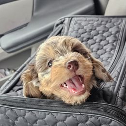 Aussiedoodle, Cavalier King Charles Spaniel, Cavapoo, and Labradoodle Puppies from Mc Doodles of Texas LLC