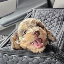 Aussiedoodle, Cavalier King Charles Spaniel, Cavapoo, and Labradoodle Puppies from Mc Doodles of Texas LLC