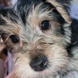 Yorkshire Terriers from Autumn's Yorkies