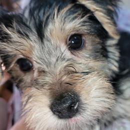 Yorkshire Terriers from Autumn's Yorkies