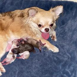 Luna - Chihuahua
