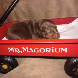 Chocolate And Rust Female - Chocolate and rust female Miniature Pinscher puppy in Cincinnati, Ohio from ALL AMERICAN K9 LLC