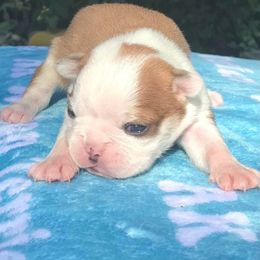 Paprika - Red male Boston Terrier puppy in Georgia from A-K Boston Terriers