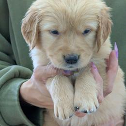 Puppy 6 - Golden female Golden Retriever puppy in San Tan Valley, Arizona from Top Gun Golden Retrievers