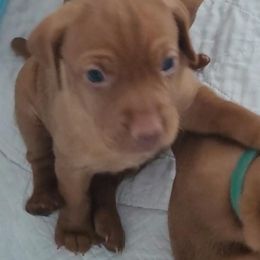 Blue Girl #1 "Kali" - Vizsla puppy in Destin, Florida from Vizslas of Northwest Florida