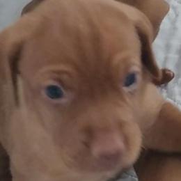 Blue Girl #1 "Kali" - Vizsla puppy in Destin, Florida from Vizslas of Northwest Florida