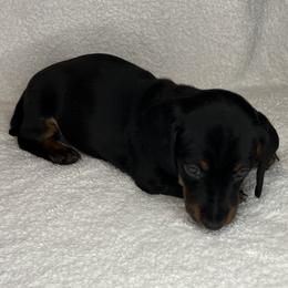 Ralphie - Black and tan male Dachshund puppy in Mocksville, North Carolina from The Dachs of Hazzard Dachshunds