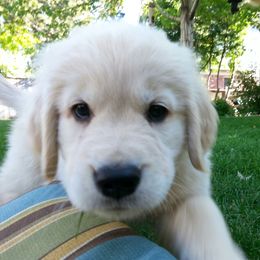 Golden Retriever Puppies from Hyalite Family Kennel