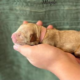 Maple - Golden female Golden Retriever puppy in Fruitland, Idaho from Bethel Retrievers