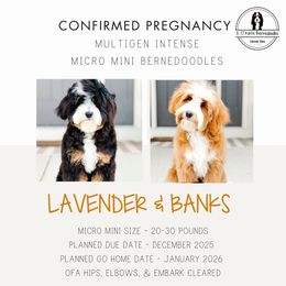 Bernedoodle puppies from 3|17 Korte Bernedoodles LLC