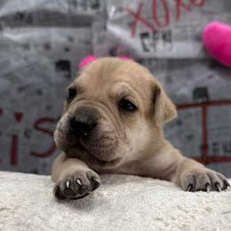 Rudolph - Fawn male Cane Corso puppy in Utah from 3Lake Kennelz