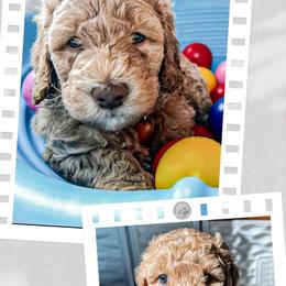 Goldendoodle Puppies from Lundee Doodles