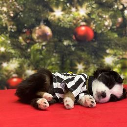 Miniature Australian Shepherd and Toy Australian Shepherd Puppies from Dugger Mountain Aussies