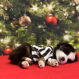 Miniature Australian Shepherd and Toy Australian Shepherd Puppies from Dugger Mountain Aussies