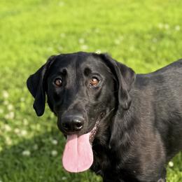 Mercy - Black female Labrador Retriever puppy in Amery, Wisconsin from Cornerstone Retrievers