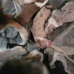 Miniature American Shepherd Puppies from Brandy Burton