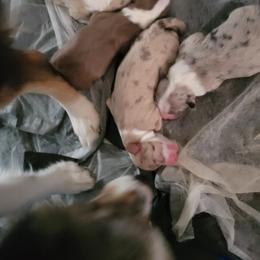 Miniature American Shepherd Puppies from Brandy Burton