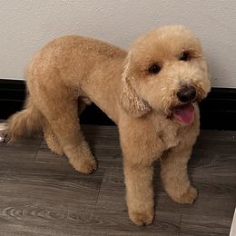 Aussiedoodles from Good Home