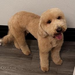 Aussiedoodles from Good Home