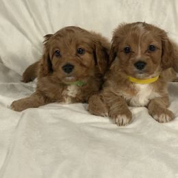 Cavapoo and Poodle Puppies from Coopers Lane Puppies