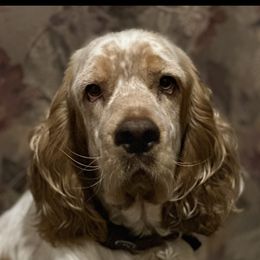 Mabel - English Springer Spaniel
