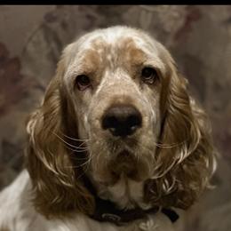 Mabel - English Springer Spaniel