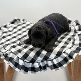 Girl 2 - Black female Goldendoodle puppy in Maryville, Missouri from Rolling Acres Doodles and Poodles