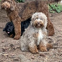 Australian Labradoodle Puppies from Golden Xpress Labradoodles