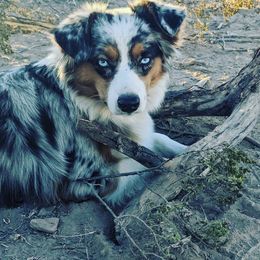 Aussiedoodle and Australian Shepherd All Grown Up from Zia Desert Aussies