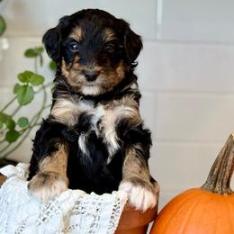 Mint - Tri-color female Bernedoodle puppy in Hesperia, Michigan from Red Acres Poodles & Doodles