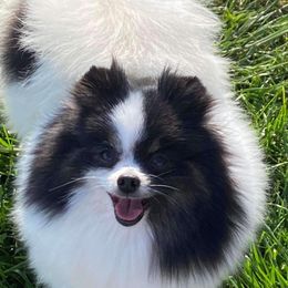 Belle - Pomeranian