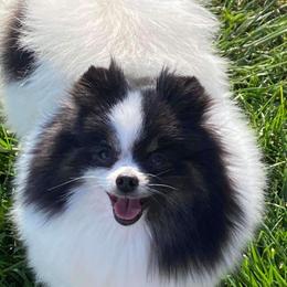 Belle - Pomeranian
