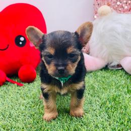 Lucy- green 1500 - Black and tan female Yorkshire Terrier puppy in Douglas, Georgia from Heartland small breeds