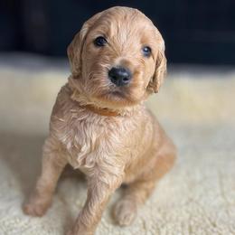 Latte - Apricot male Goldendoodle puppy in Summerville, South Carolina from Pawmazing Doodles