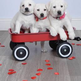 Dilute Retriever and Labrador Retriever Puppies from Labrador Retriever Puppies