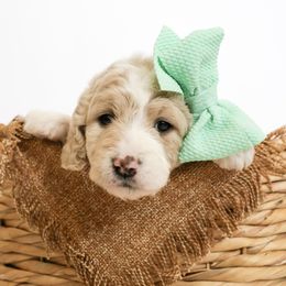 Assorted Doodle Crosses, Bernedoodle, Double Doodle, Goldendoodle, Labradoodle, and Whoodle Puppies from Our Little Farm Life Doodles