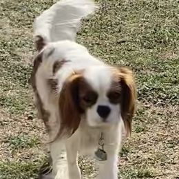 Henry - Cavalier King Charles Spaniel
