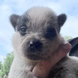 Banjo - Blue male Australian Cattle Dog puppy in Devalls Bluff, Arkansas from Coolhand's Australian Cattle Dogs