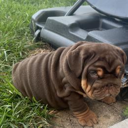 Bulldog Puppies from Gavier’s Classy Bulldogs
