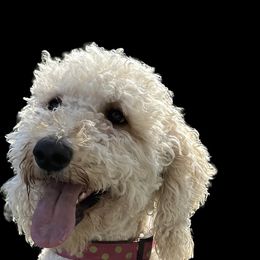 Tilly - Goldendoodle