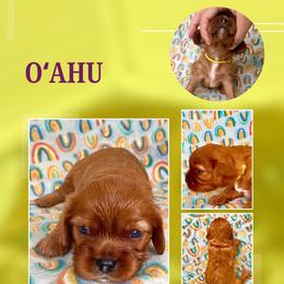 O'ahu - Ruby male Cavalier King Charles Spaniel puppy in Kapaa, Hawaii from Hanai Cavaliers