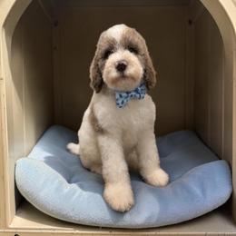 Light blue collar - Parti male Goldendoodle puppy in Sanderson, Florida from Serenity Goldendoodles