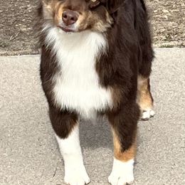 Australian Shepherd and Miniature American Shepherd All Grown Up from Shawnkara Australian Shepherds & Miniature American Shepherds