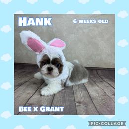 Hank - Blue and white male Shih Tzu puppy in Beatrice, Nebraska from I Shih Tzu Not Puppies