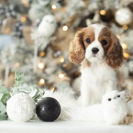 Brittany and Cavalier King Charles Spaniel Puppies from Katy Cavaliers & Barefoot Days Brittanys